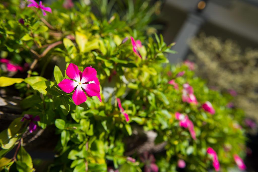 סיאם ריפ Adventure Siemreap Residence מראה חיצוני תמונה